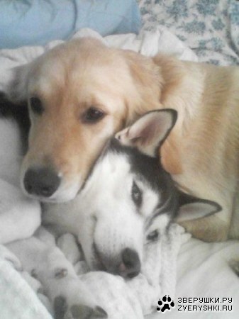 ������� �������� ;)