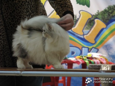 �������� ����� � ������ (����������)