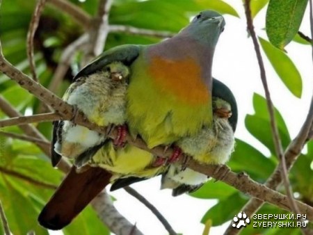 ��� ������� ������ ;)