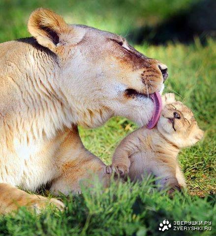 ������ ������ (5 ����)