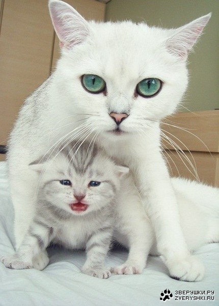 Мама, он хотел меня обидеть... Мама, он хотел меня обидеть...