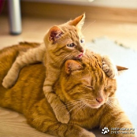 ����, ������� �� ����! :)