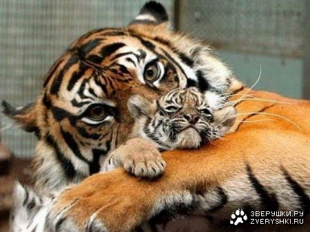 � ���� �����, ����� � ��������!