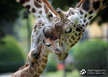 � ���� �����, ����� � ��������!