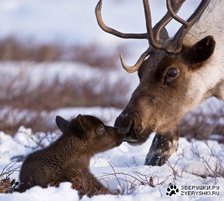 � ���� �����, ����� � ��������!