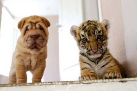 �������� ������� (4 ����)