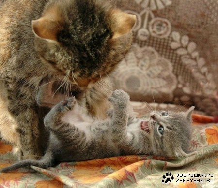 �������, �������! ;)