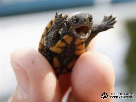 ���, ���� ������! ;)