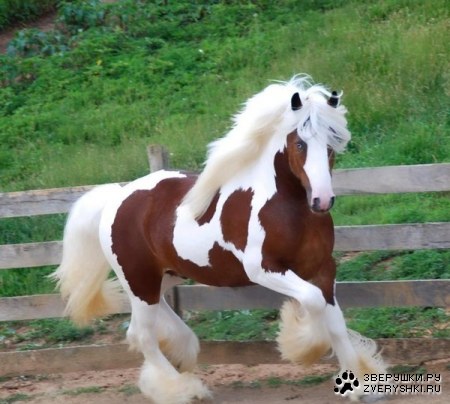 �������� ;)