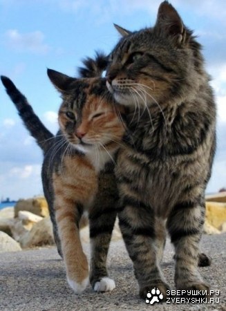 �������� ������� ;)