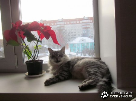 ����� ������� ;)