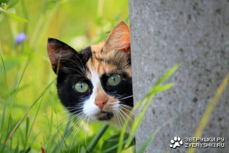 ��� �����? :)