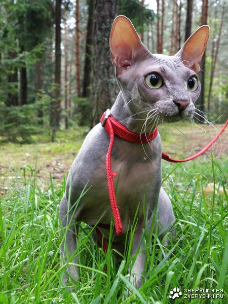 Не берите меня больше в лес! :) Не берите меня больше в лес! :)