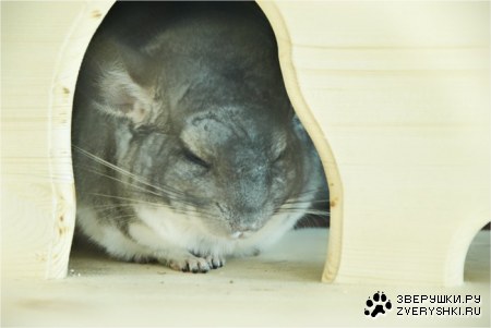 �������� (6 ����)