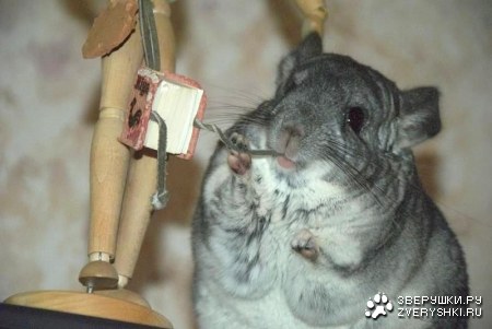 �������� (6 ����)