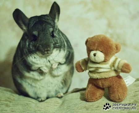 �������� (6 ����)