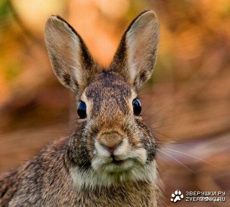 ������� � ������� (12 ����)