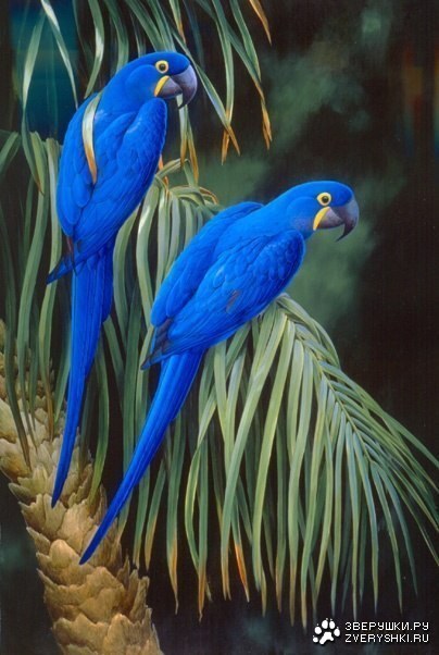 ��������! ;)