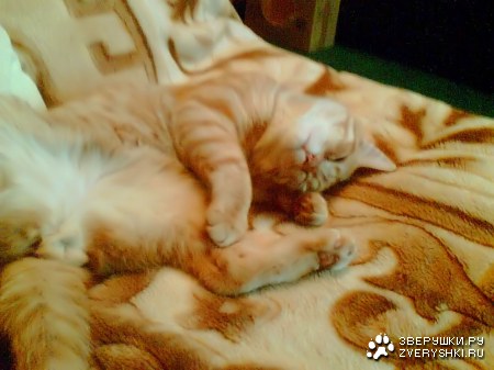 ��������� (12 ����)