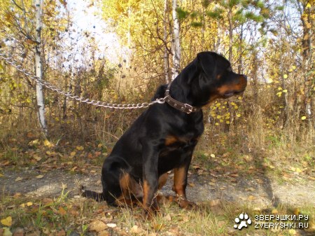 �� ������� :)