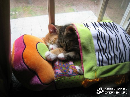 ������ ������ � ������� ;)