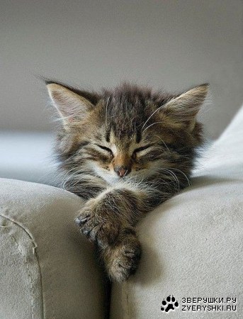 ����� ������� (5 ����������)