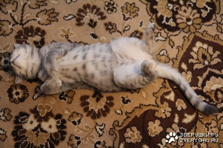 ����  - ����, ���� - �� ���� :)