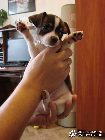 ������� :)