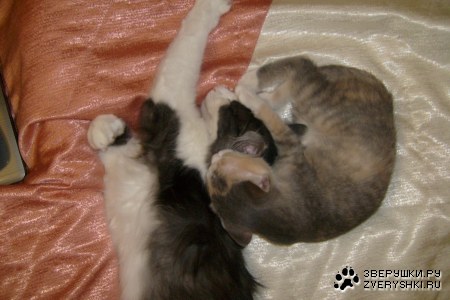 ��� ���� �� ��� (11 ����)