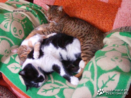 ���������� :)