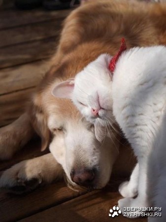 �����������...