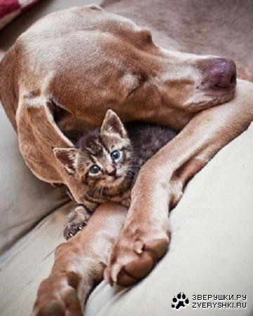 � ������������... ;)