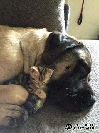 ��� ������� �������! :)