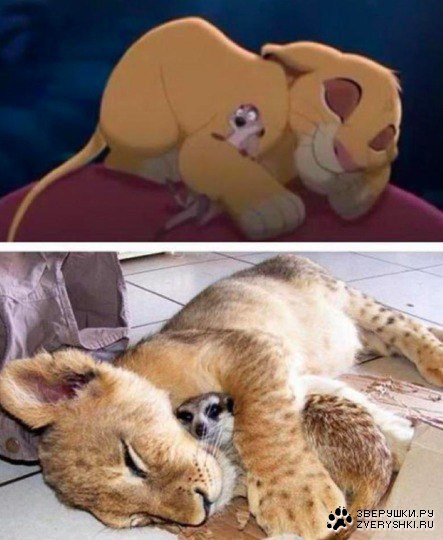 ��� ���������� ;)