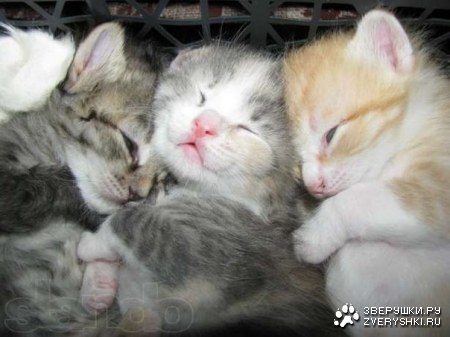 ������ ���� ;)