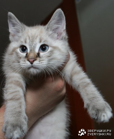 ��� ���� (5 ����)