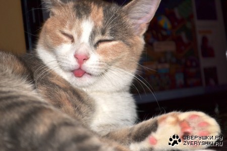 ������ (9 ����)