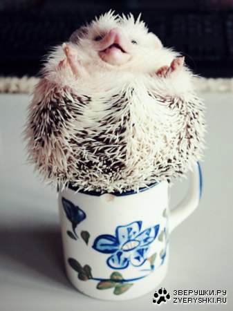 ������� ���� :)