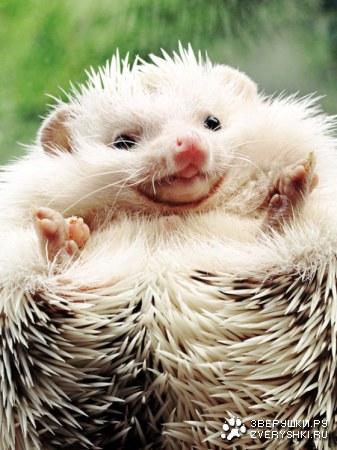 ������� ���� :)