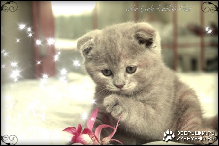 �������� ������� ������� - ������� ���� :)