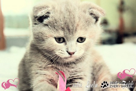 �������� ������� ������� - ������� ���� :)