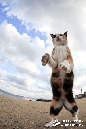 ������ � ��������� ������� (26 ����)