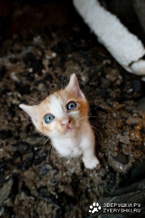 ������ � ��������� ������� (26 ����)