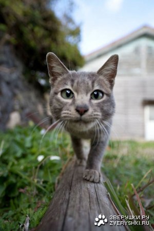 ������ � ��������� ������� (26 ����)