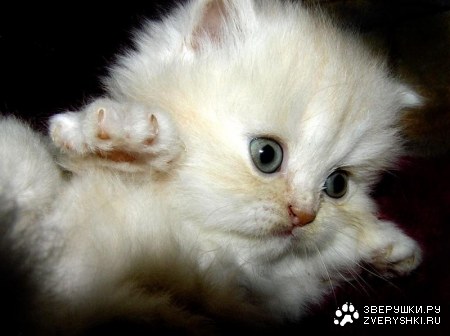 ������� :)