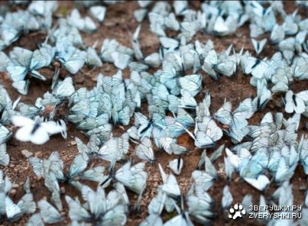 ������� � ������� ( 6 ���� )