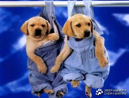 ���������� :)