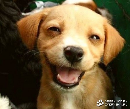 ������ - ������� :)