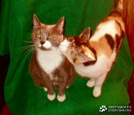 ��� ����� ������ ! (4 ���� � ���������� �������)