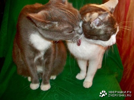 ��� ����� ������ ! (4 ���� � ���������� �������)